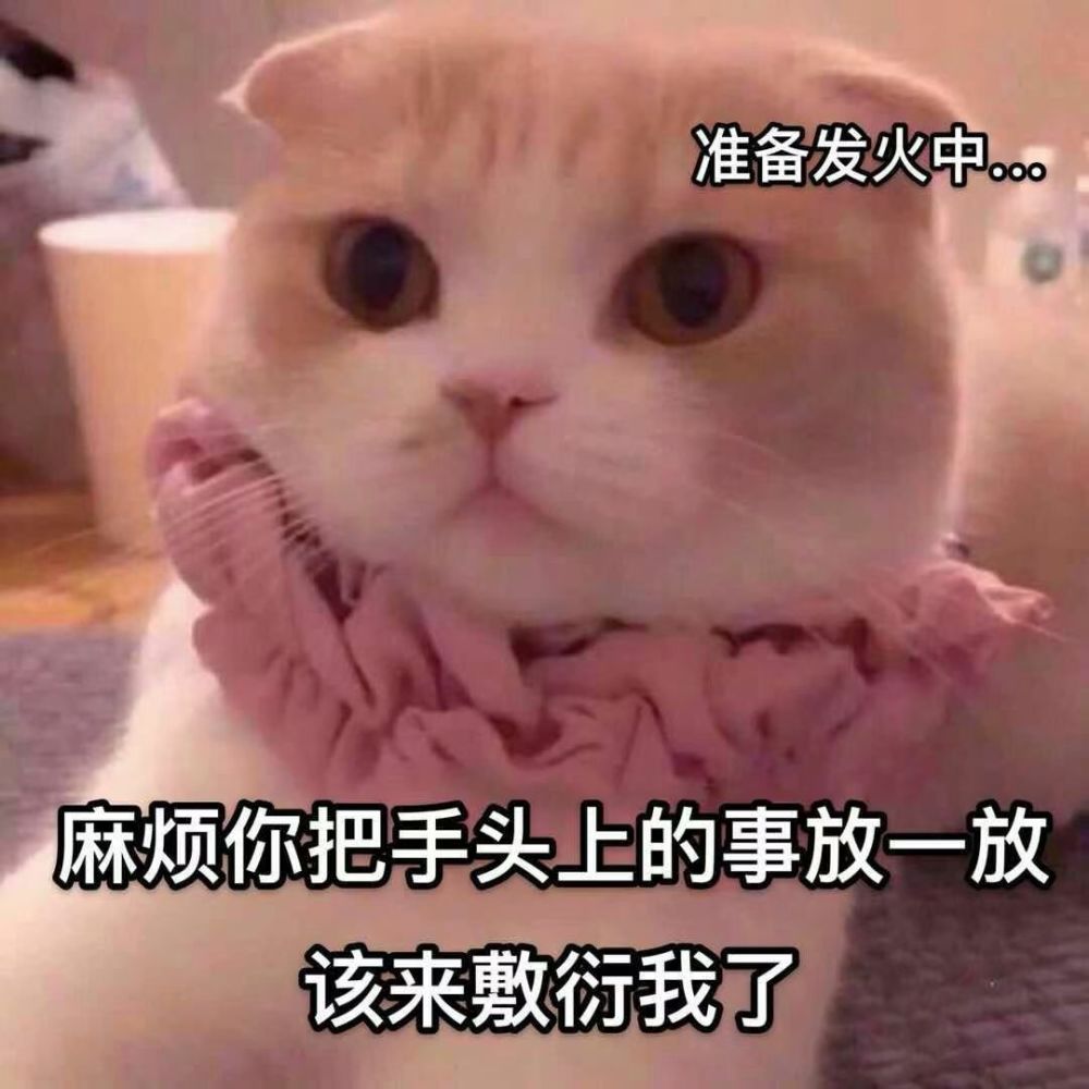 你该忙忙去吧,我继续去鬼混了‖猫猫头表情包