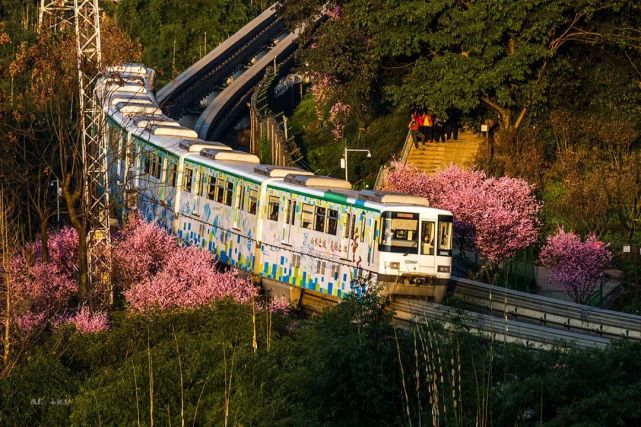 开往春天的列车,佛图关花海,想来观看的小伙伴快来