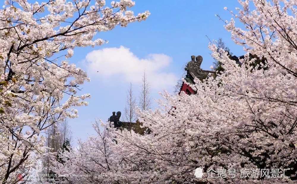 南京鸡鸣寺樱花大道一封春天的情书