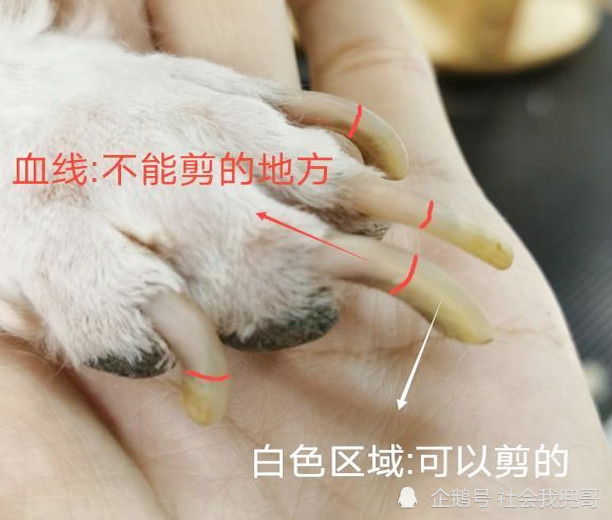 怎么看血线给猫狗剪指甲