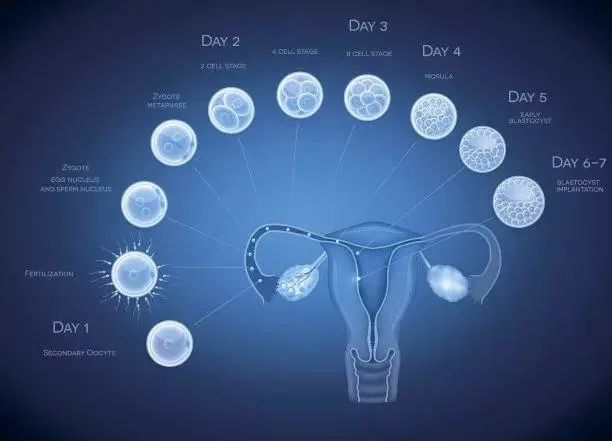 卵巢早衰?干细胞帮你修复卵巢功能!
