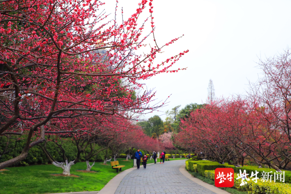 却把梅花嗅春已在枝头常州赏梅地图来了