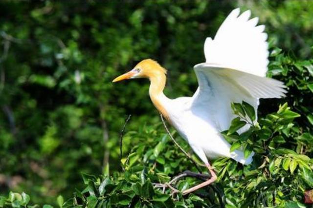 长丰县农业gdp_农业银行图片