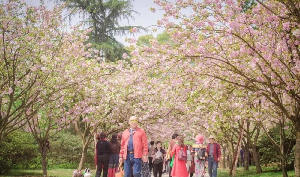 重庆主城赏花攻略,乱花渐欲迷人眼