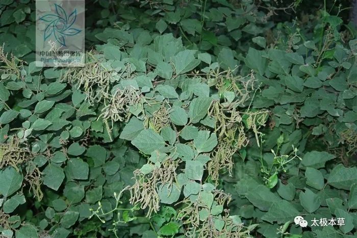 粘人花根 来源 为豆科植物波叶山蚂蝗的根,秋季采收.