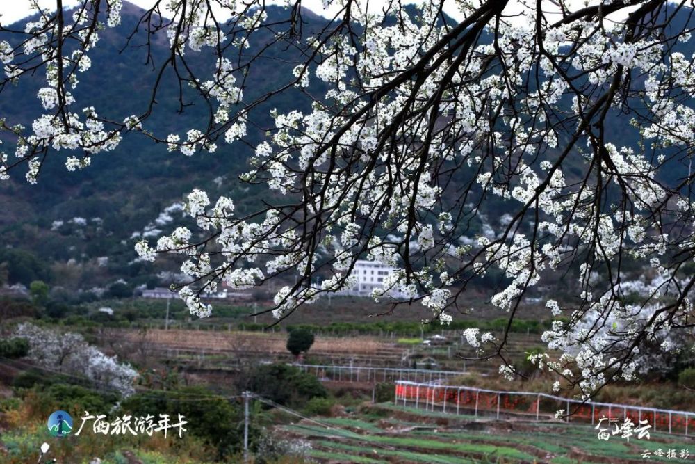 碗窑梨花谷是碗窑村生态乡村旅游区,距南宁市95公里.