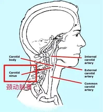 颈动脉窦在大致与喉结平行的位置,它对压力非常敏感,一旦遭受撞击