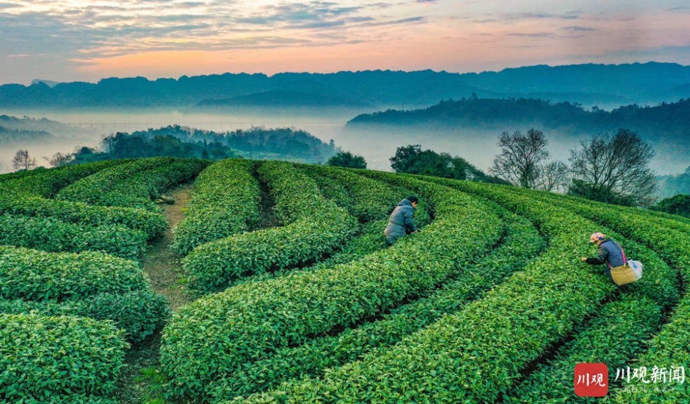 雅安名山:茶园日出如画似卷