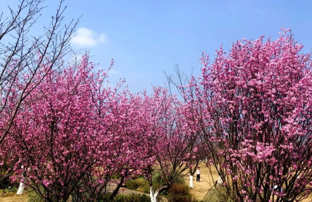 眉山樱花博览园迎来灿烂花期,快约!