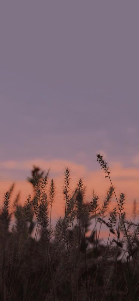 壁纸|春天和你可以早一点来吗