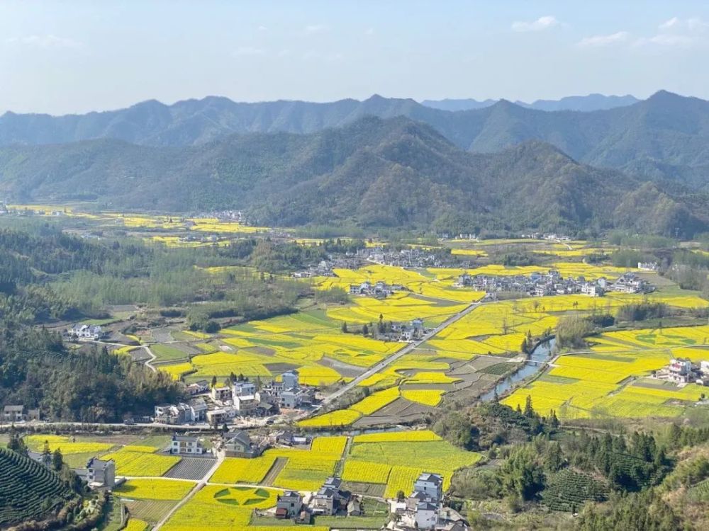 往年 柯村油菜花