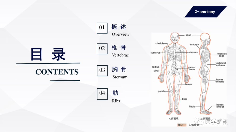 人体解剖学中轴骨及其连结躯干骨