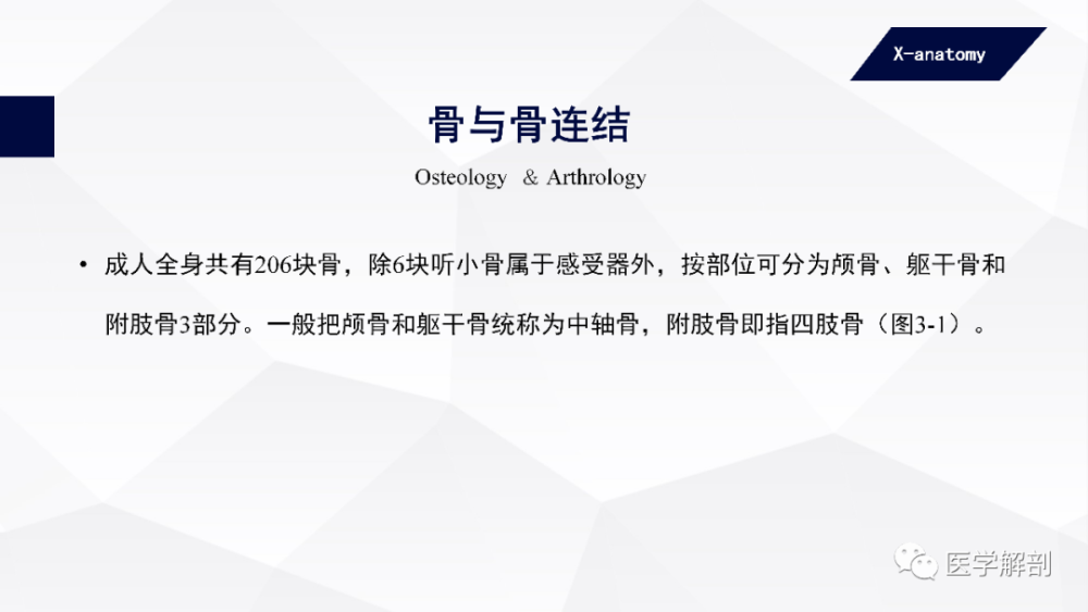 人体解剖学中轴骨及其连结躯干骨的连结