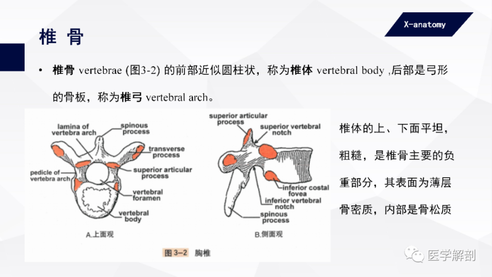 人体解剖学中轴骨及其连结躯干骨