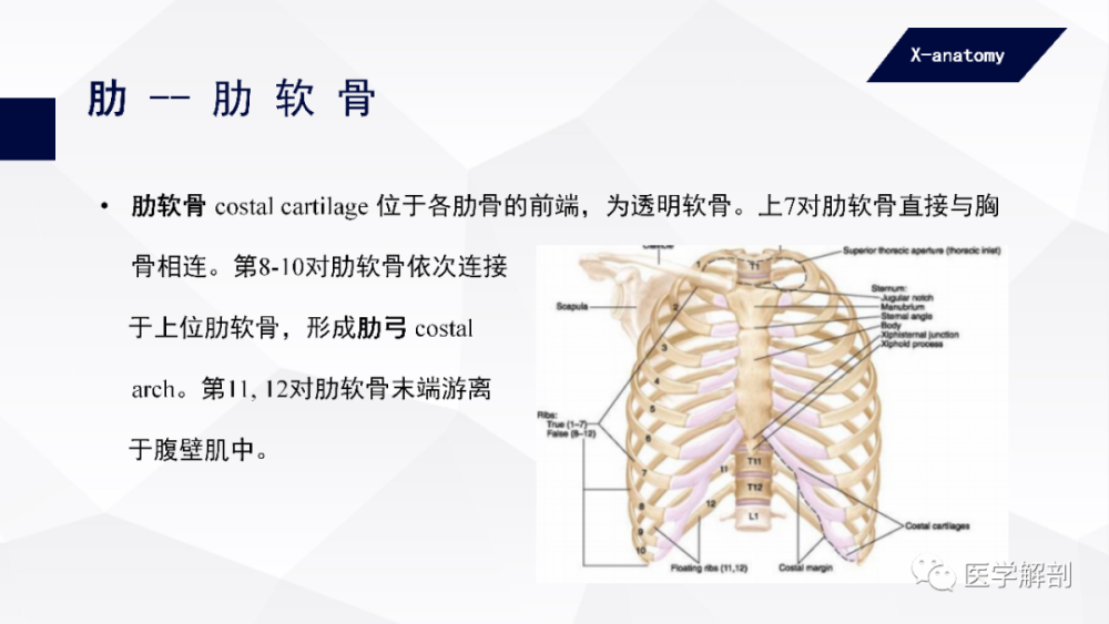 人体解剖学中轴骨及其连结躯干骨