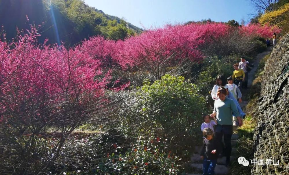 赏花正当时:黄山花谷宫粉梅摇曳生姿