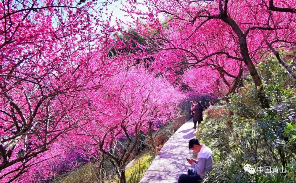 赏花正当时:黄山花谷宫粉梅摇曳生姿