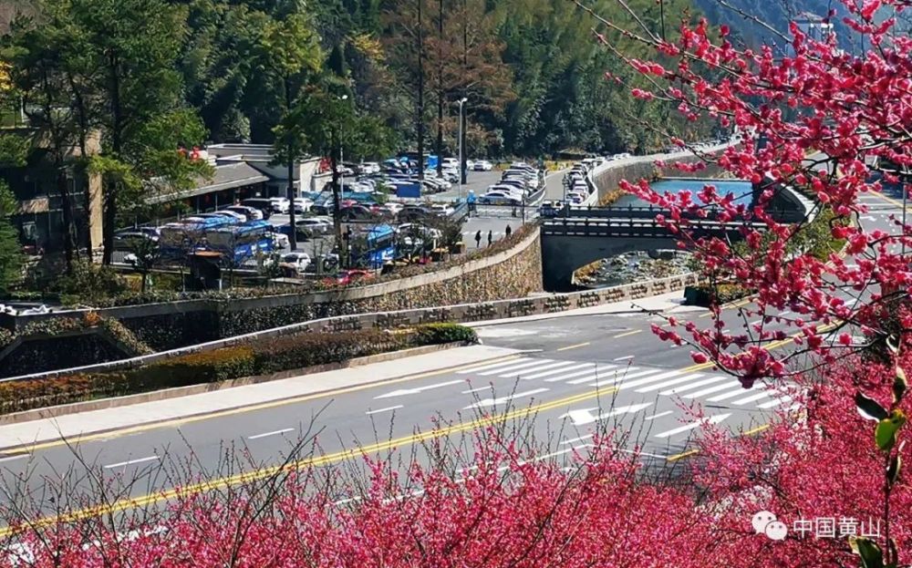 赏花正当时:黄山花谷宫粉梅摇曳生姿