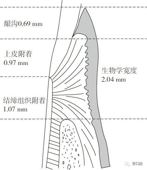 生物学宽度的构成要素