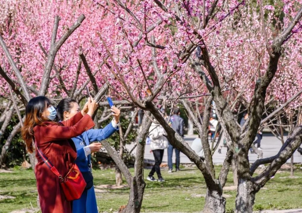 新洲"香雪海"踏春而来,赏梅访友正当时