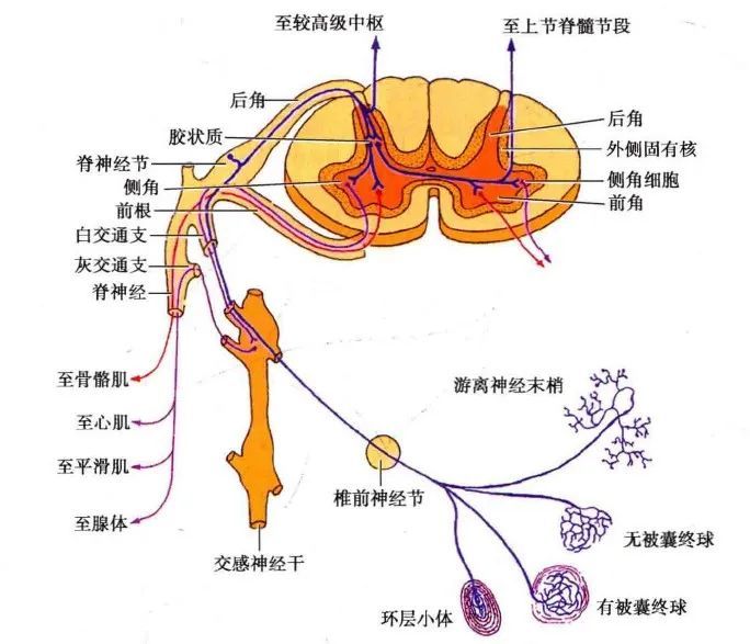 自主神经周围传入|一般内脏传入纤维