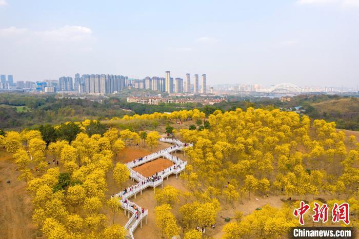 广西南宁黄花风铃木盛放 游客畅游"黄金花海"