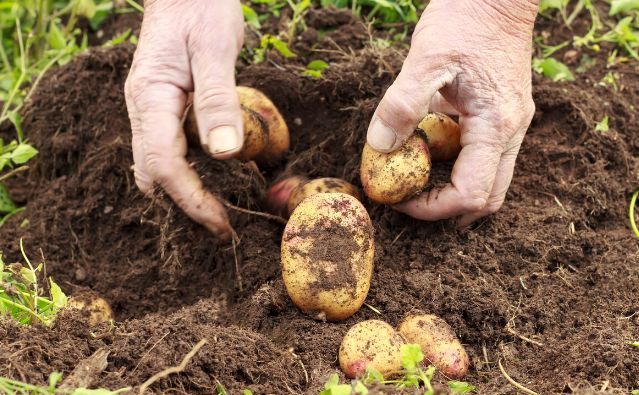 土豆种植全过程:4个阶段7个步骤,35种病害25种虫害