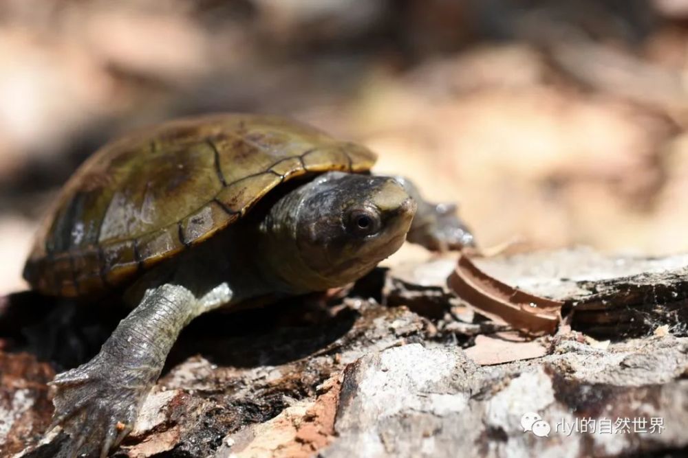 新发现的蛋龟品种——瓦拉塔泥龟,鼻子镶金的龟中"土豪"