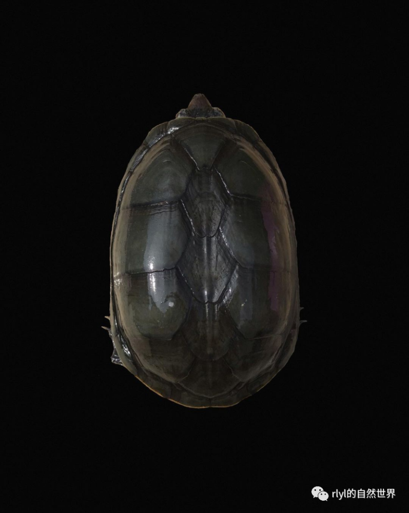 新发现的蛋龟品种——瓦拉塔泥龟,鼻子镶金的龟中"土豪"