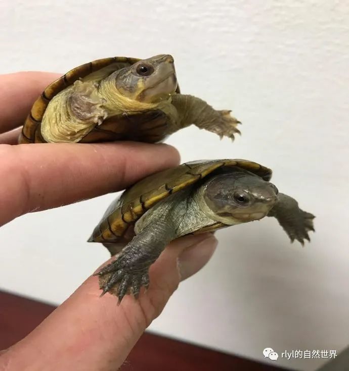 新发现的蛋龟品种瓦拉塔泥龟鼻子镶金的龟中土豪
