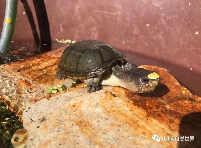 新发现的蛋龟品种——瓦拉塔泥龟,鼻子镶金的龟中"