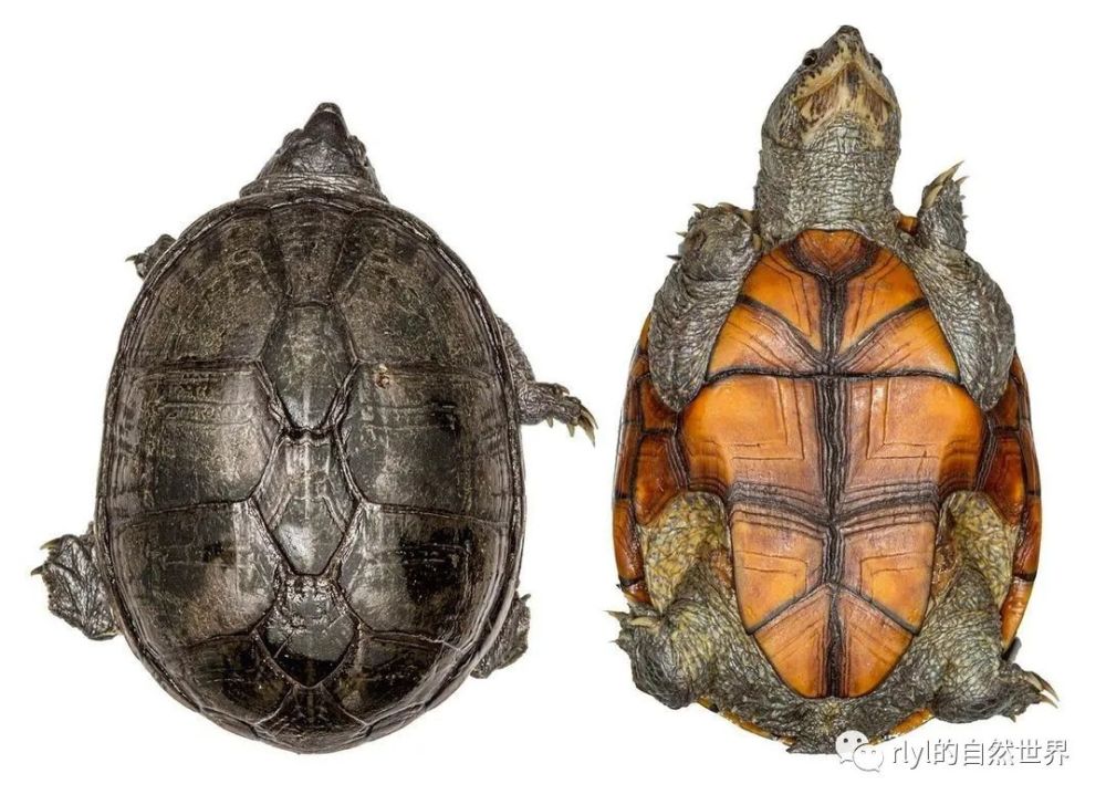 雄性科拉动胸龟的模式标本
