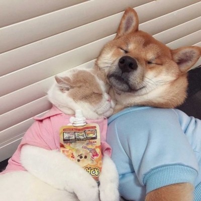 动物情侣头像猫狗一对