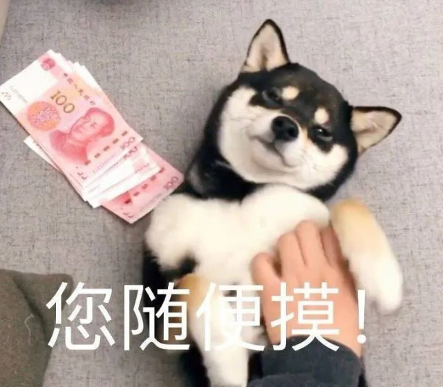 萌宠表情包:你随便摸!