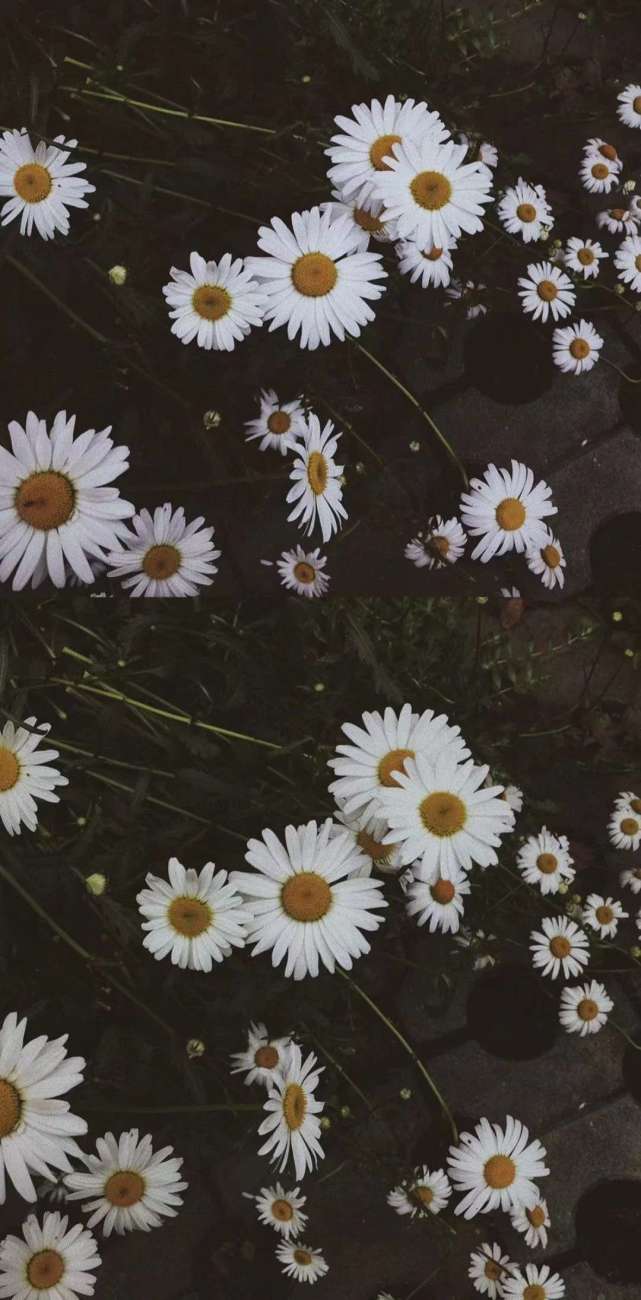 全网最火的壁纸