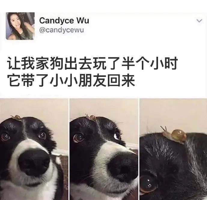 狗狗出去玩带回来个朋友,小小的也太可爱了吧.