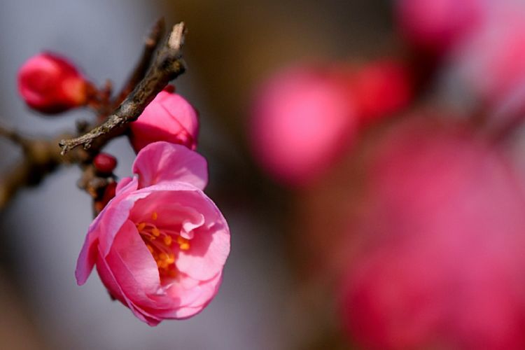 花开未满的春天,你是否喜欢?