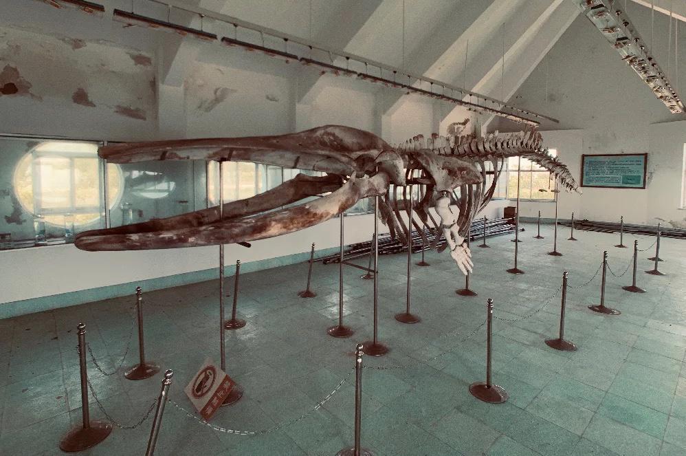 上海一废弃的博物馆,藏着巨型鲸鱼标本,网友:大开眼界