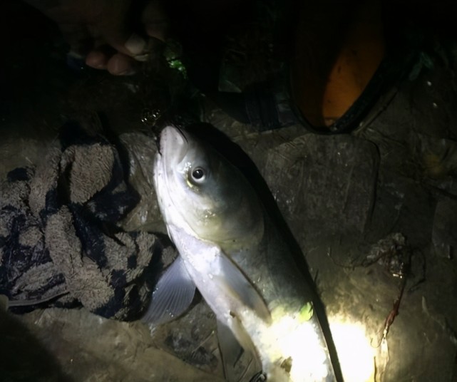 夜钓鲢鳙做到这几点,不用太阳暴晒,也能连杆爆护
