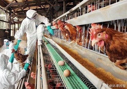 俄罗斯发现首例人类感染h5n8型禽流感病例