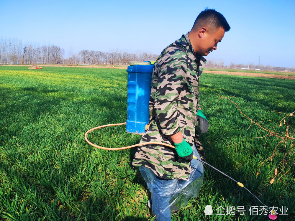 农民雇人喷小麦除草剂,"财迷"父亲偷梁换柱,被发现有点尴尬