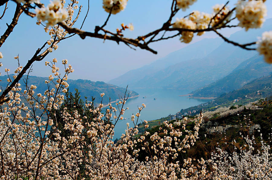 重庆巫山:长江三峡春来早 樱桃花开香满山