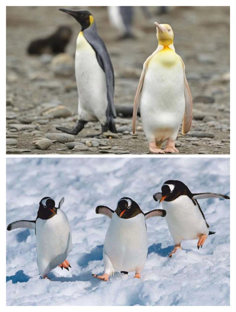 罕见这南极意外发现黄金企鹅