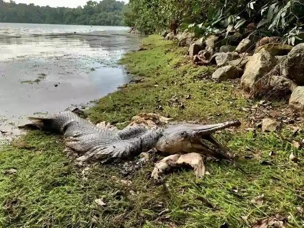 新加坡水库出现奇特死鳄鱼尸体,引发人们水产谜团猜想