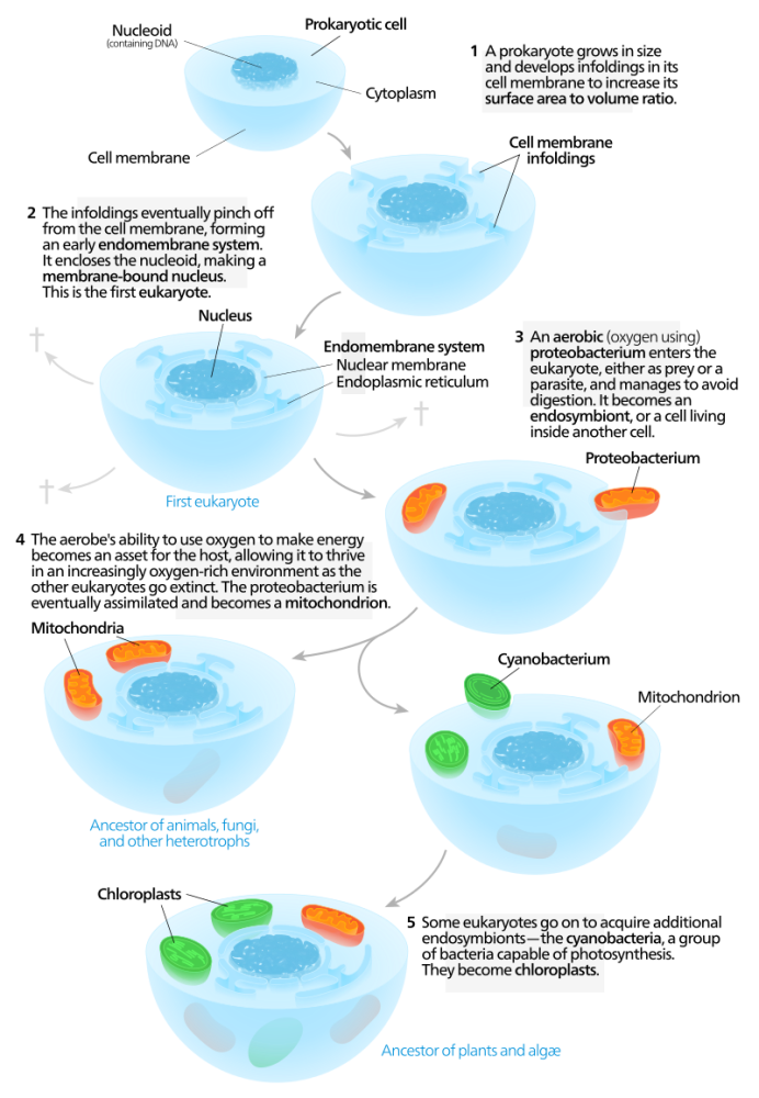 地球人口智商_智商测试图片