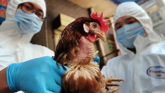 7人确诊全球首次发现人感染不排除今后人传人