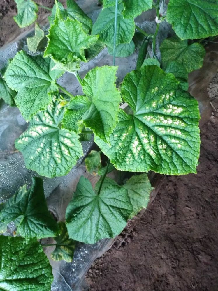 植保病害和药害太相似分辨不清快来看看这一篇
