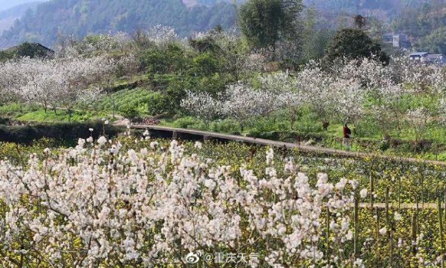 满山樱花是什么样子璧山八塘樱桃花盛开构美丽田园画卷