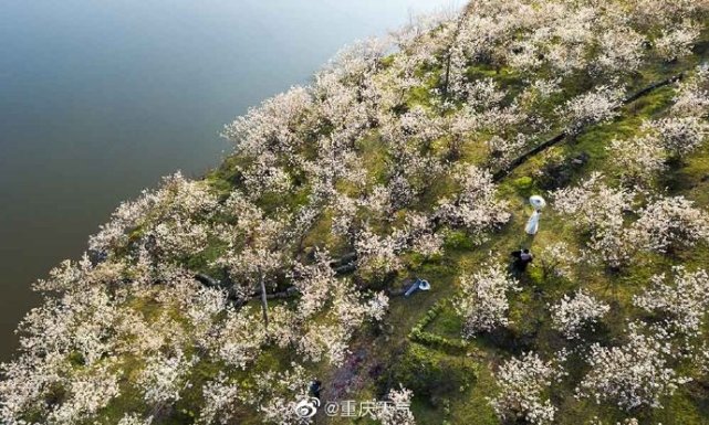 满山樱花是什么样子璧山八塘樱桃花盛开构美丽田园画卷