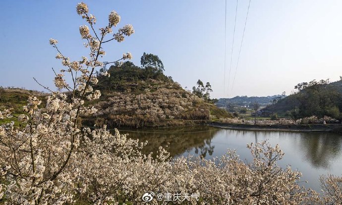 满山樱花是什么样子?璧山八塘樱桃花盛开 构美丽田园画卷